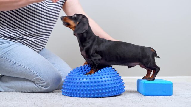 A black and tan dachshund dog steps between a spiky balance dome and a foam yoga block while a woman kneels beside it giving hand signals, a concept of canine fitness and obedience training.