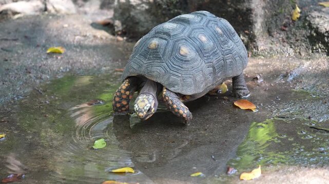 Small turtle drinking water from a shallow puddle on muddy ground surrounded by scattered leaves