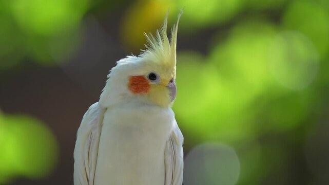 Close up of a white cockatiel with a yellow crest and orange cheek patches perched calmly
