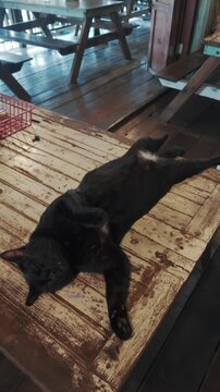 Lazy black domestic cat stretching on wooden table inside cozy cafe, Relaxed pet feline sleeping on rustic coffee shop table while customers walk nearby, 4k vertical video