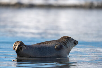 Harbor seal (Phoca vitulina) on a rock in Gravneset, Svalbard, Norway © Angela