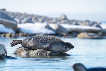 Harbor seal (Phoca vitulina) on a rock in Gravneset, Svalbard, Norway © Angela