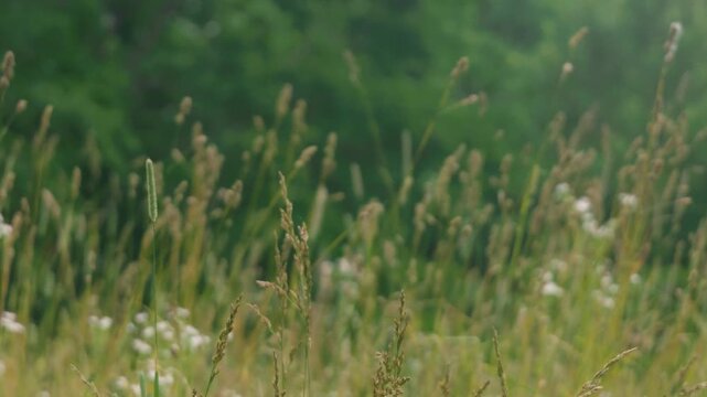 Close-up of Grass with Forest Background