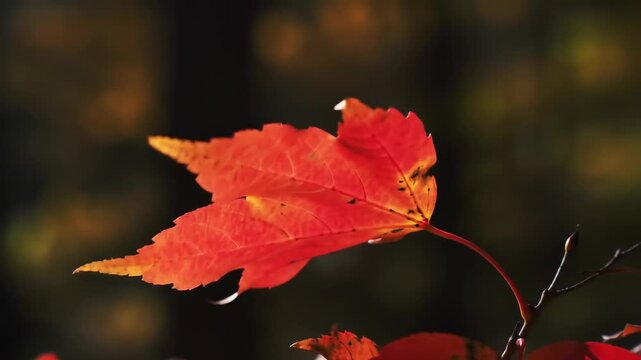 Radiant red maple leaf highlighted against a dark forest backdrop, displaying autumnal hues and intricate vein patterns