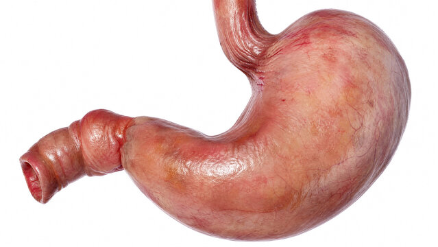 Detailed human stomach anatomy isolated on a pure white background for medical education and research purposes
