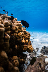 Small tropical fish swimming through a rocky coral reef channel in blue ocean. © PIPE DIVE UNDERWATER