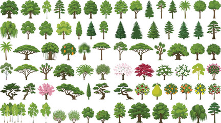 Fototapeta premium Tree Collection Vector Set with Deciduous Evergreen Palm and Ornamental Landscape Trees