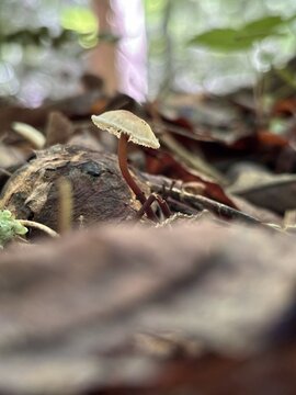 Macro of a tiny, delicate wild gilled mushroom with a slender brown stem growing out of forest leaf litter.