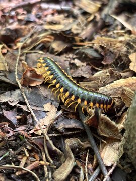 Side profile of a yellow-spotted millipede crawling through dry forest leaf litter.