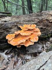 Vibrant orange and yellow chicken of the woods shelf fungus growing on a decaying tree trunk. © Julia