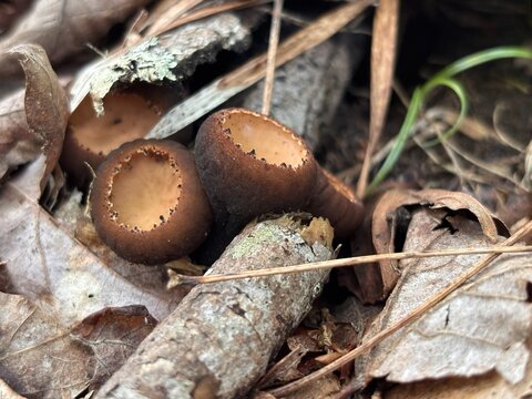 Small brown cup fungi nestled in dry forest leaves and decaying twigs.