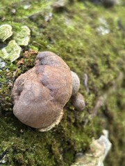 Rounded brown carbon ball fungus growing on a moss-covered log in the forest. © Julia