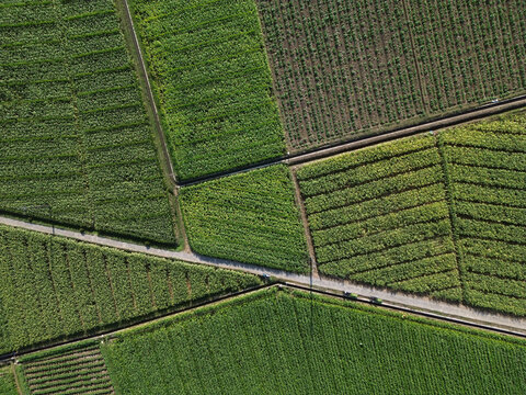 Aerial top-down view of geometric green agricultural fields and plantations in Malang Regency, Indonesia