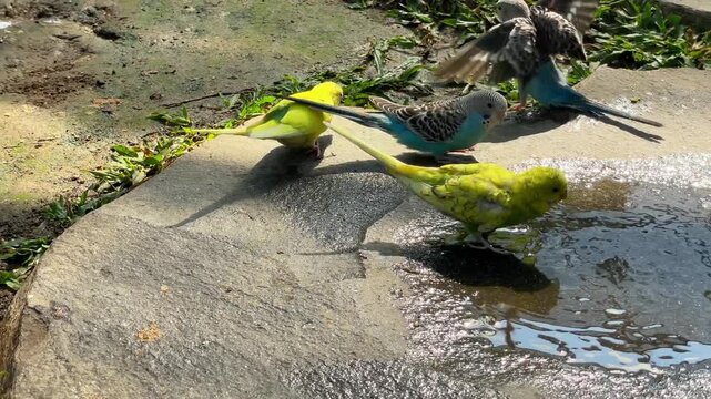 Budgerigar parakeets drinking water from a rocky birdbath