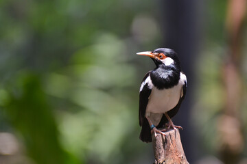 Obraz premium Javan Pied Myna