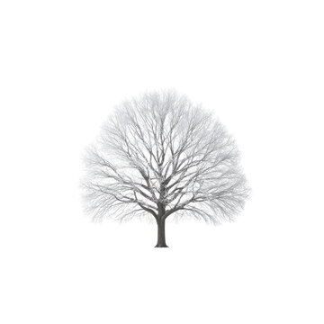 tree illustration on transparent background cutout isolated illustraion on transparent cutout isolated illustraion on transparent background