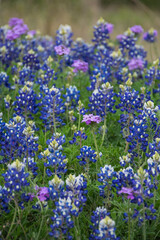 Fototapeta premium Blue and purple mix of wildflowers in a field