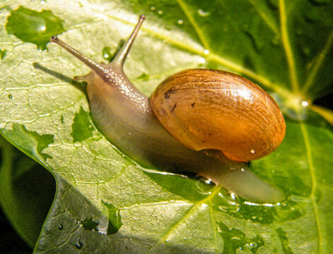 caracol