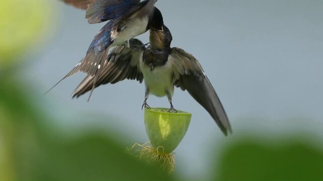 Guangdong, China &ndash; 2026-07-11: Natural wildlife footage capturing adult barn swallow flying back to feed hungry young chicks, showing real parental feeding behavior of wild swallows.