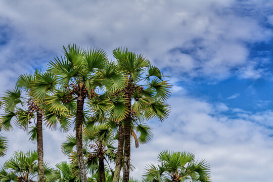 A beautiful view of tall Branching palm tree species aganist backdrop of blue sky in a clear sunny day at Acharya Jagadish Chandra Bose Indian Botanic Garden at Howrah, West Bengal, India.