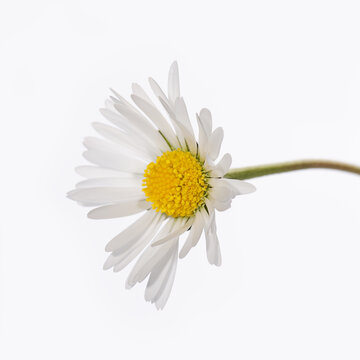 Small white daisy close up