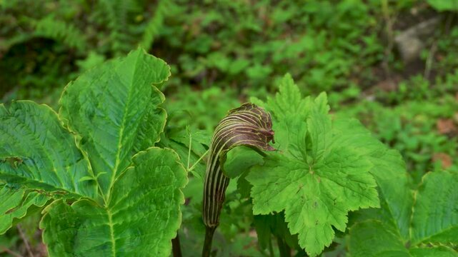 Close‑up of curled Cobra Lily (Arisaema), locally known as Naag Chhatri,