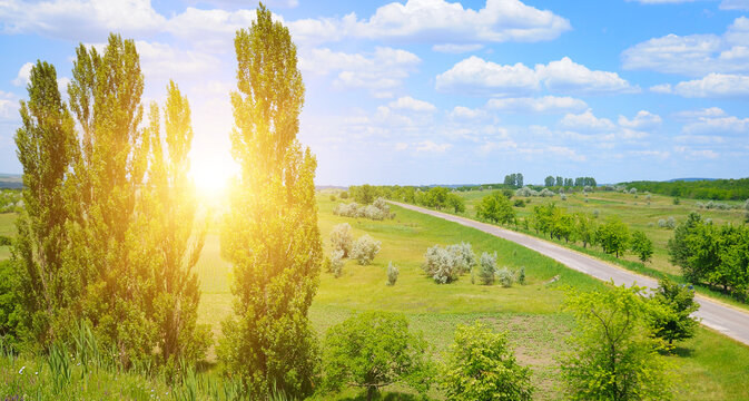 Scenic Countryside Road with Tall Poplar Trees at Sunset Beautiful Summer Landscape with Asphalt Highway and Green Fields