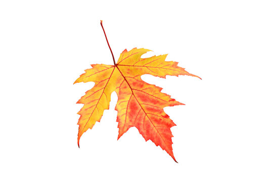 Colorful Autumn Maple Leaf Isolated on White Background Vibrant Red and Yellow Fall Leaf Close Up Studio Shot