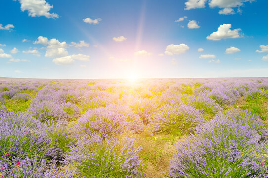 Beautiful Blooming Lavender Field at Sunrise Landscape Scenic Lavender Plantation Under Blue Sky with Sunbeams