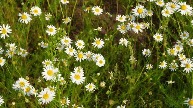 Chamomile. White daisy flowers. Gentle breeze flows through field of white daisies, natural summer background, 4k video