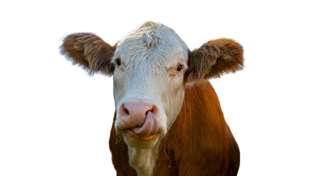 cow with horns