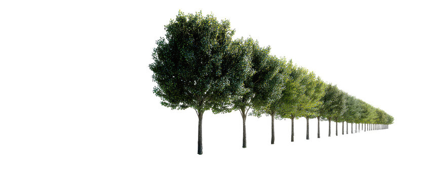 trees in a row cutout isolated illustration on transparent background cutout isolated cutout isolated illustraion on transparent bacground