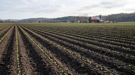 Obraz premium Vast farmland with freshly tilled soil and rows of green seedlings under a cloudy sky