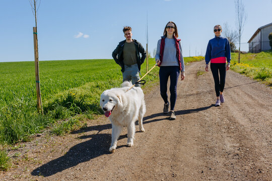 Large White Maremma Sheepdog Leading Owners on a Country Road Walk