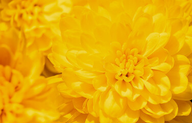 Fototapeta premium Close-up of bright yellow chrysanthemum flowers in full bloom.