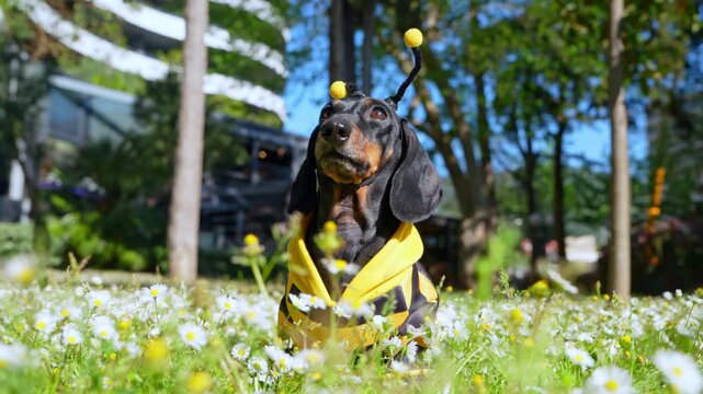 A black and tan dachshund dog wears a yellow bee costume with antenna, sitting among daisies in a park and licking its lips.