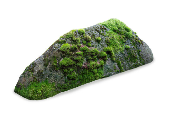 A mossy oblong boulder isolated on a clear white background.