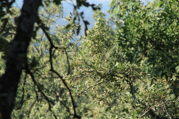 Fototapeta premium Sunlit Mediterranean oak forest foliage with lush green woodland background in Extremadura Spain