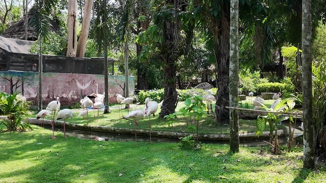 Flamingos resting and preening in a lush tropical zoo habitat enclosure