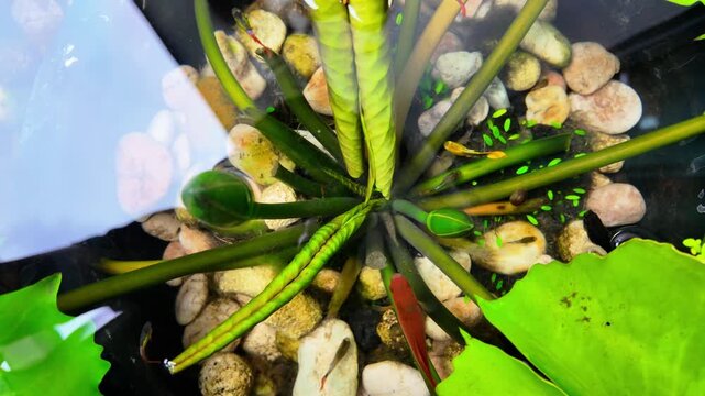 Top View of Aquarium Plants with Colorful Floating Leaves in Water
