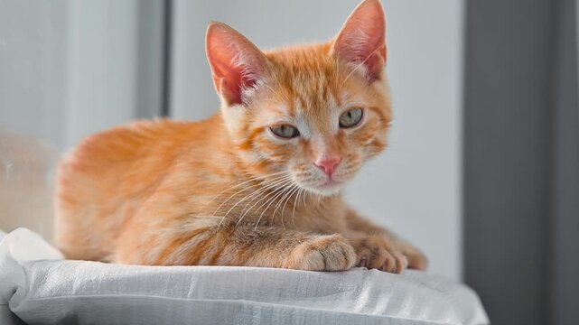 An orange cat sleeps comfortably on a soft surface in a well-lit room. The cat exhibits various sleeping positions, showing its relaxed state