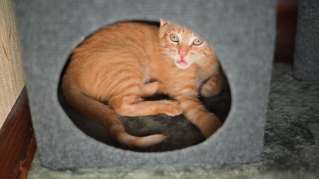 An orange cat is curled up inside a soft hideaway, displaying a range of expressions and poses. The setting features a simple indoor environment with soft textures and muted colors