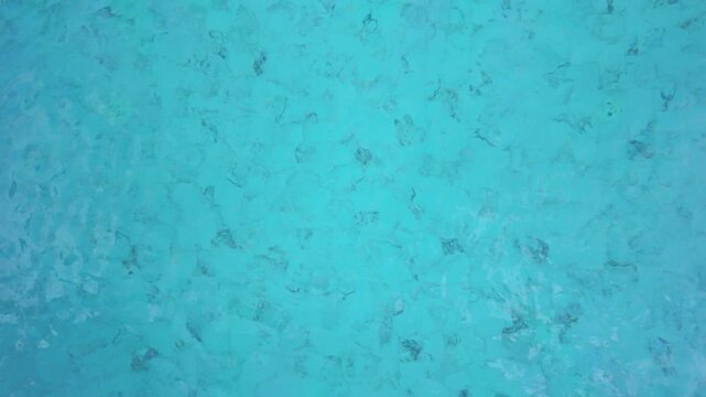 School of Fish Swimming in Clear Turquoise Tropical Water