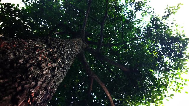 Upward View Along Tree Trunk into Forest Canopy with Sunlight