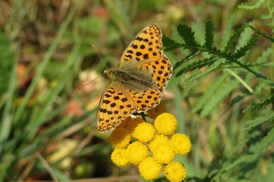 Argynnis paphia butterfly on yellow tansy flowers in the meadow, closeup