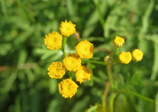Tansy flowers in the meadow, closeup