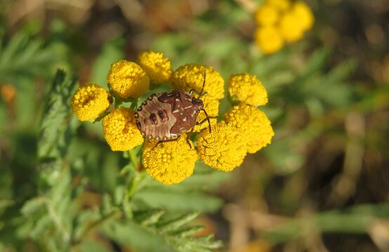 Shieldbug on tansy flowers in the meadow, closeup