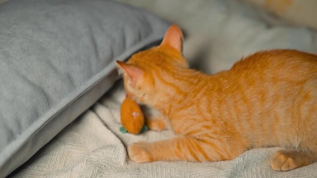 A young orange tabby cat interacts with a small toy mouse on a soft blanket indoors. The cat shows playful behavior while pouncing and exploring the toy