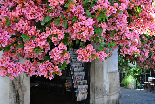 beautiful pink blooming Rosenka Bougainvillea bush and tree in front of stone store entrance door. gift, magazine and book store and cafe in Rome. Mediterranean mood. travel and tourism concept