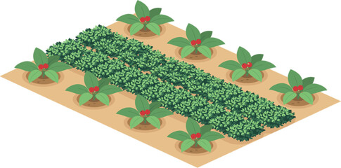 Isometric berry plantation field with cultivated crop rows and healthy agricultural plants vector illustration isolated design concept © MASUMA